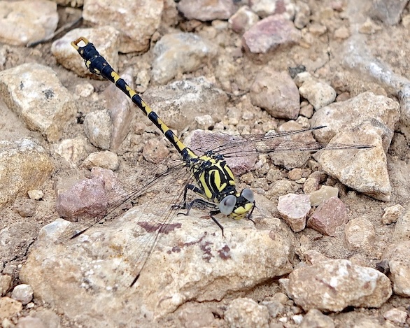 large pincertail